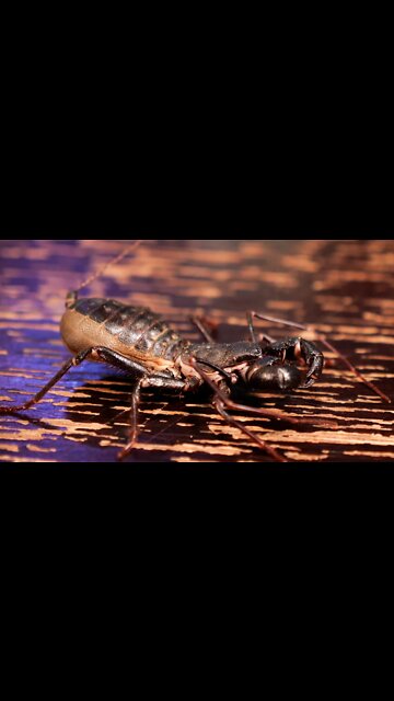 The Flight Of The Invertebrates & Snakes #shorts