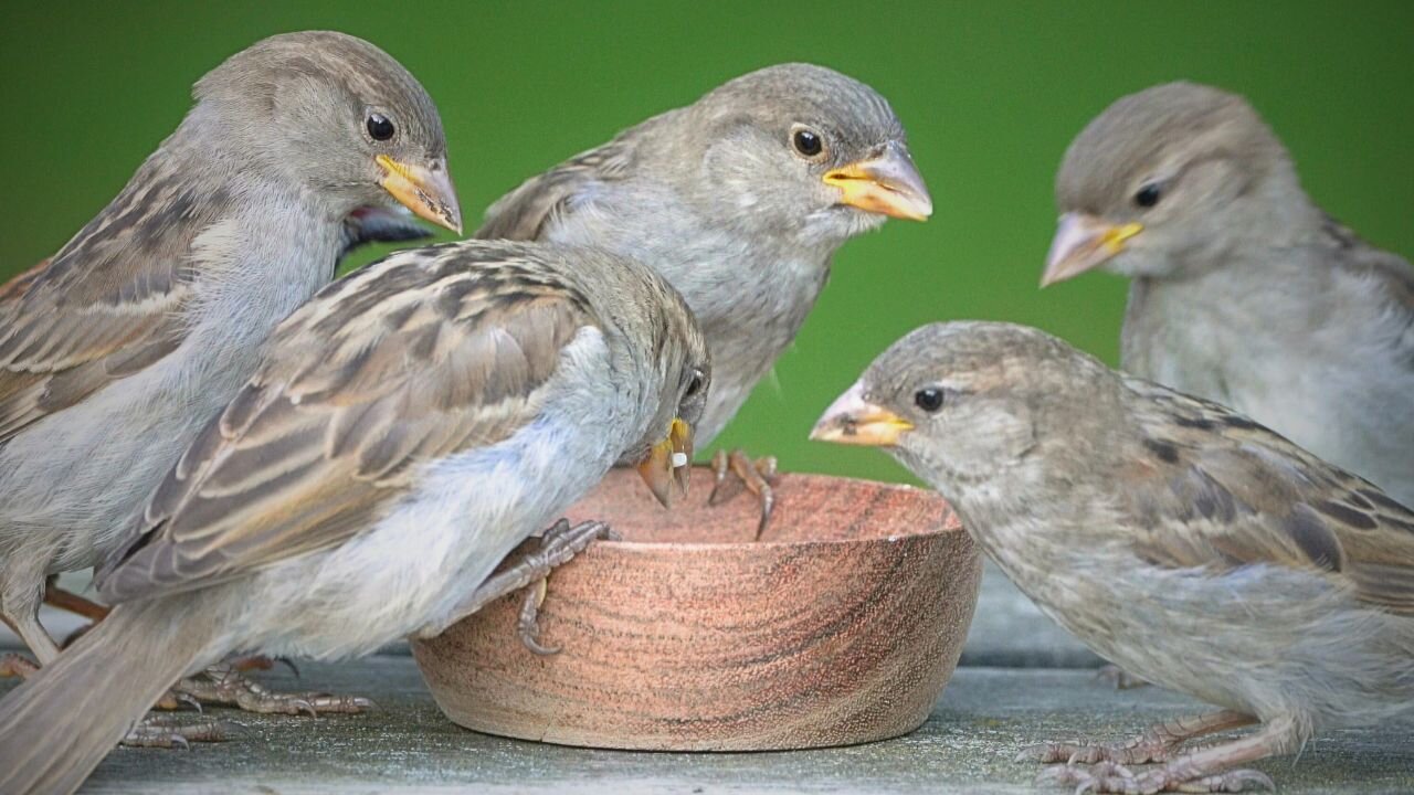 Welcome Back to the Old Sparrow Feeding Bowl Spot