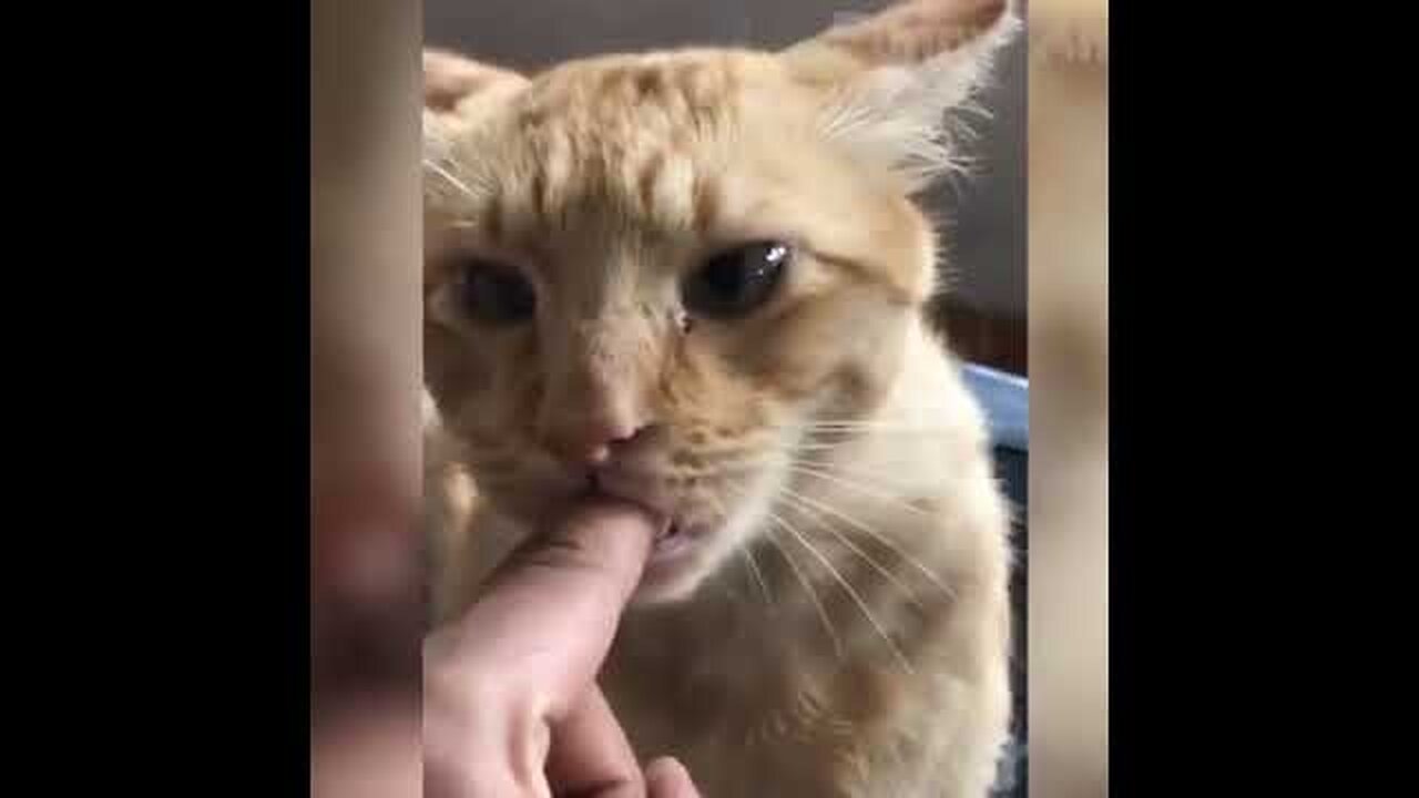 Funny Cats Videos 2022 Funny Animal Videos