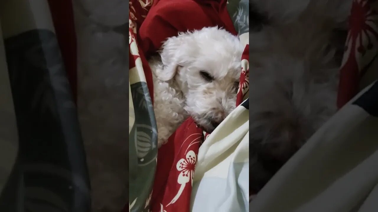 Poodle nenê dormindo