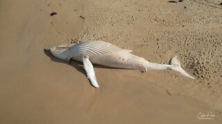 White Whales resting place Mallacoota Beach July 2022 4k drone video