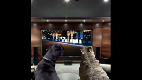 Come watch Fast & Furious, Tokyo Drift with Buddy T A Catahoula & SpartacusT Bull