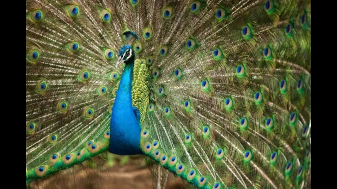 Beautiful Peacok
