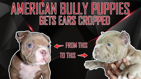 American Bully Puppies get ears cropped!!"