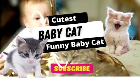 Baby Cats | Cute and Funny Baby Cat Videos Compilation | Funny cute pets lovers,