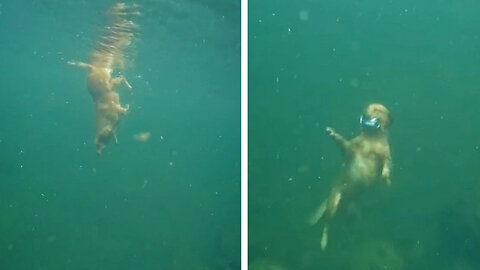 Dog dives under water to pickup a RedBull