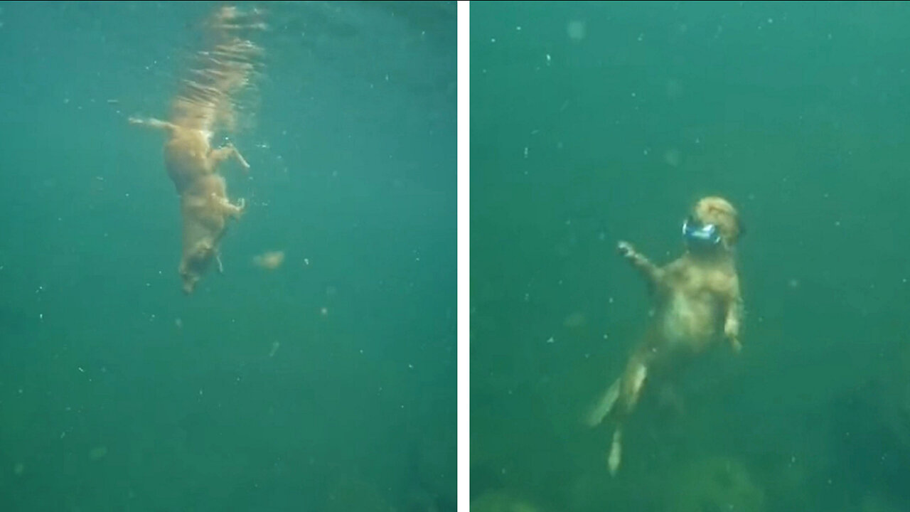 Dog dives under water to pickup a RedBull