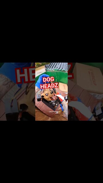Halloween dumpster score last part !! dogs