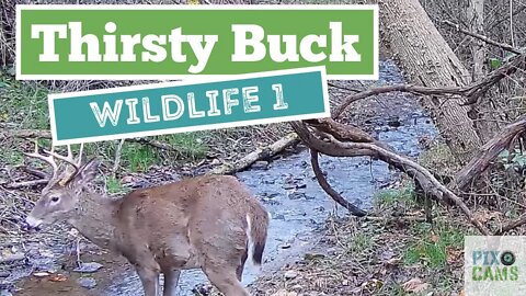 Buck drinks from stream