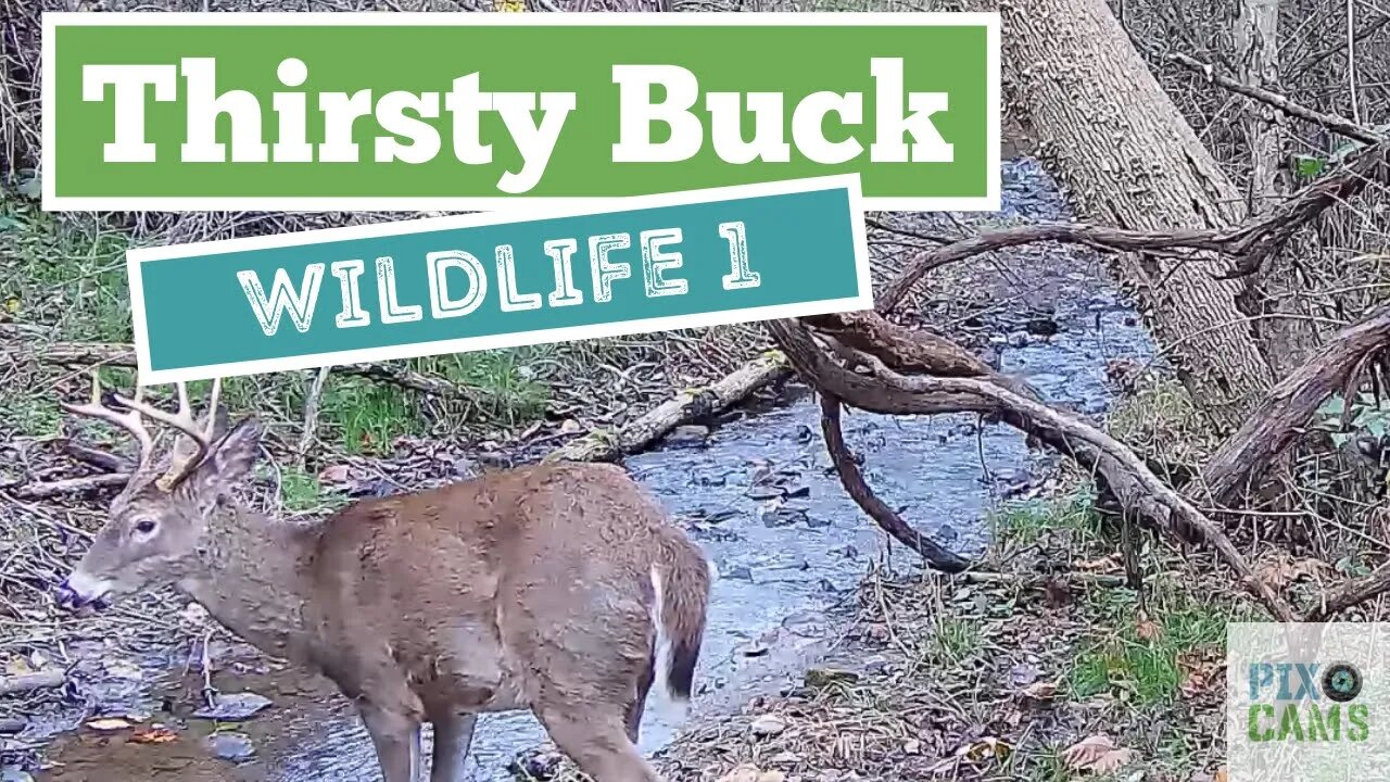 Buck drinks from stream