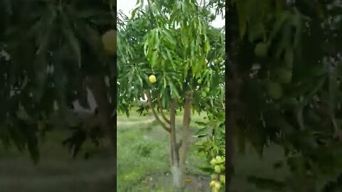 Esse Carregou bem muitas frutas em pé só em #shorts