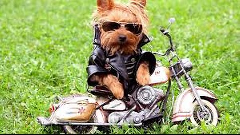 Funny dogs of next gen