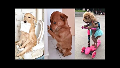 Best Funny Animal Videos of 2023 - Funniest Cats and Dogs Compilation!