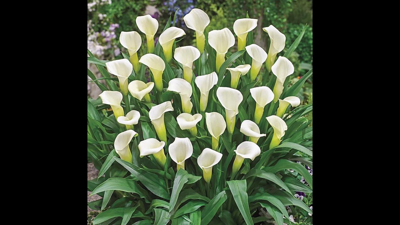 THE AMAZINGLY BEAUTIFUL CALLA LILY FLOWER.🕎2 Esdras 5;23-29 And among all the multitudes of people thou hast gotten thee one people: And of all lands of the whole world thou hast chosen thee one pit: and of all the flowers thereof one lily: