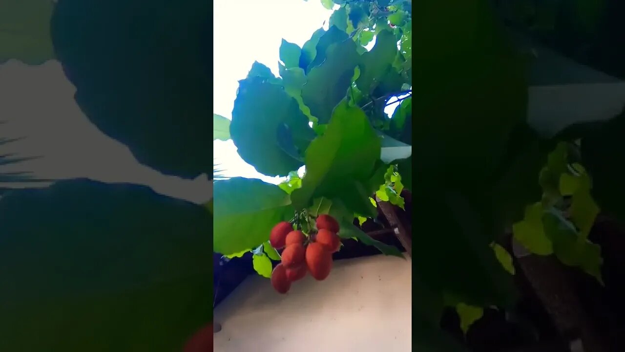 comment the fruit name