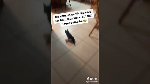 Cat Is Still Fast With 2 legs tiktok josiecarter 1