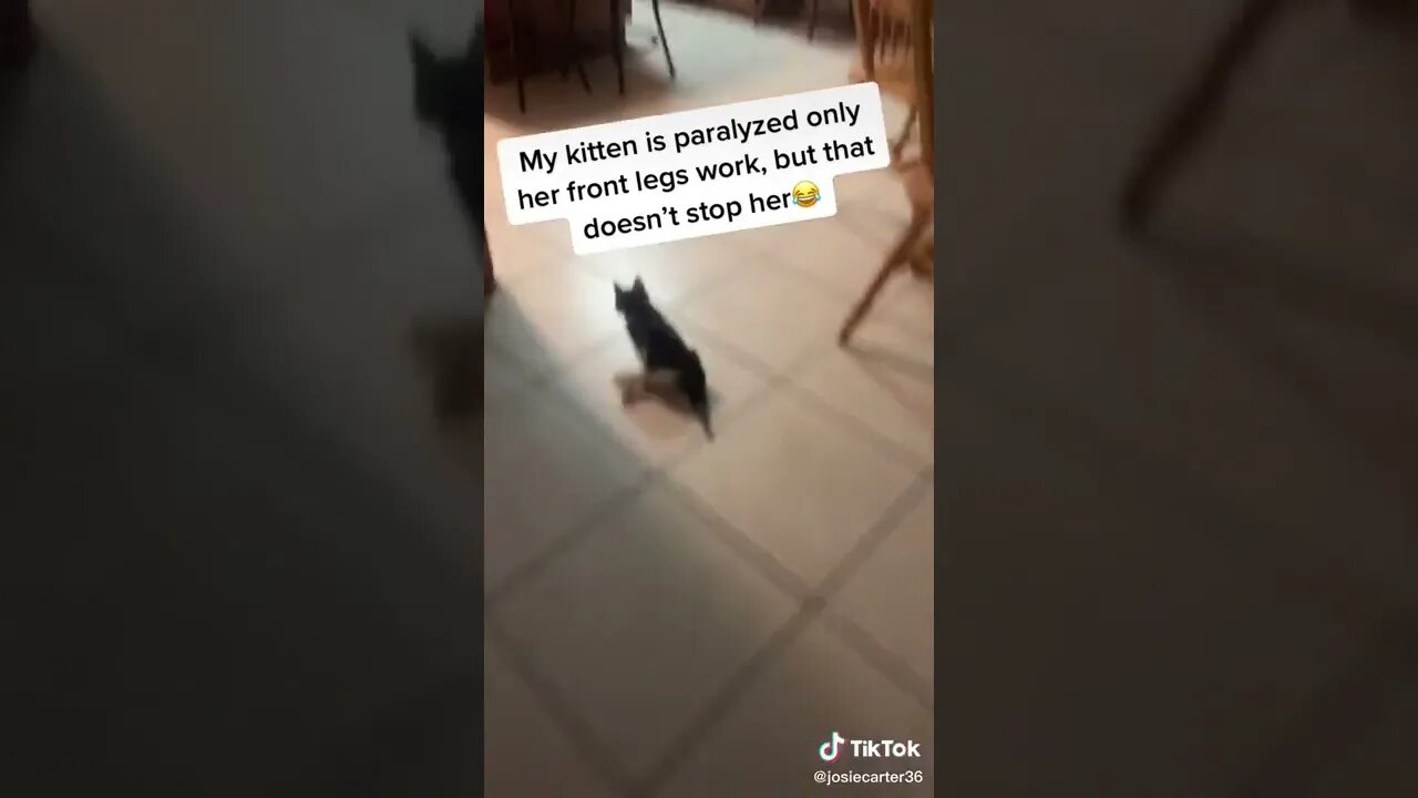 Cat Is Still Fast With 2 legs tiktok josiecarter 1
