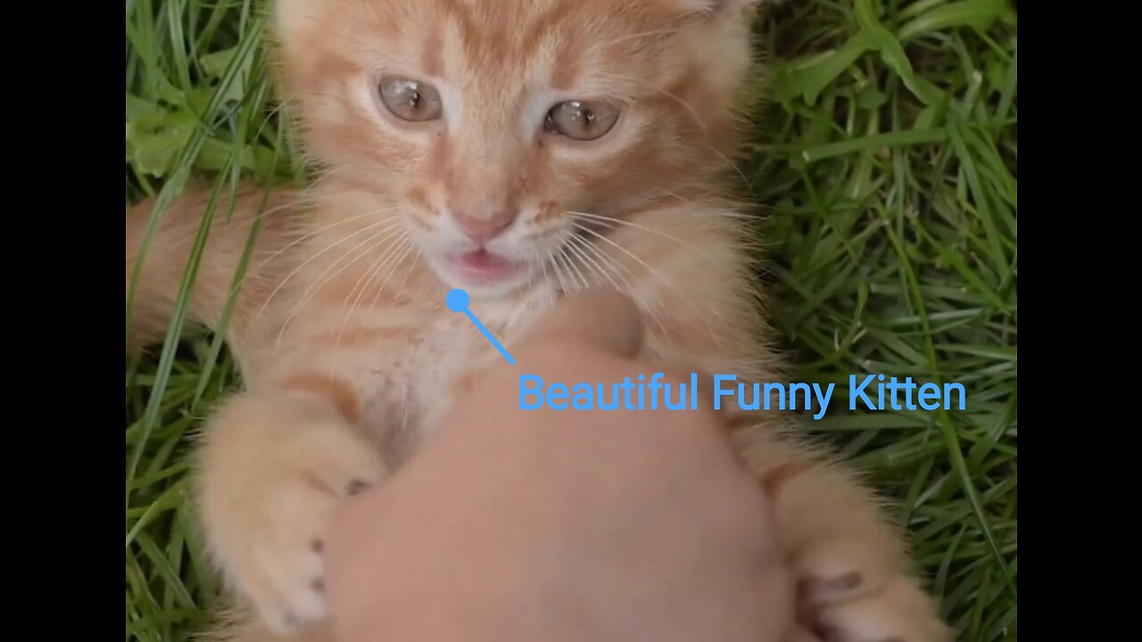 Beautiful Funny Kitten {Beautiful Funny Kitten}