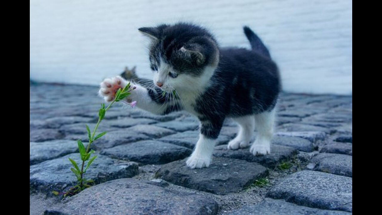 This cat is washing its face with its own hands, very funny kitty