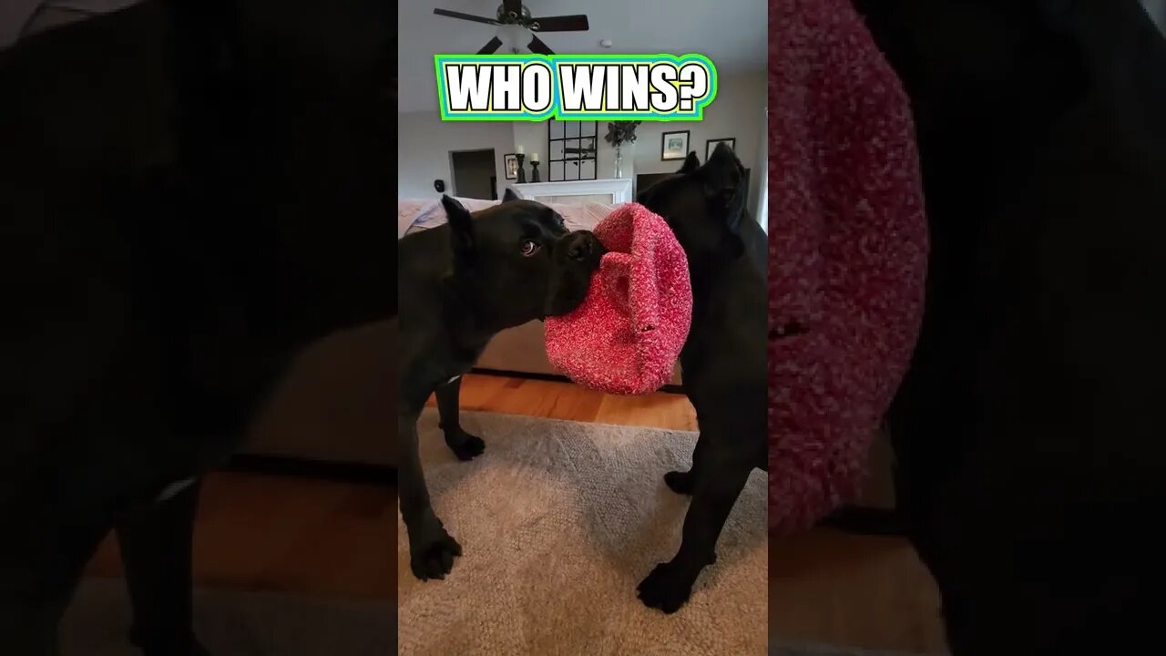 Cane Corsos BATTLE IT OUT! Who Wins? #shorts #pets #viral