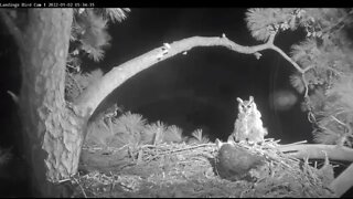 Great Horned Owls-Morning Discussions 🦉 1/2/22 5:12 AM