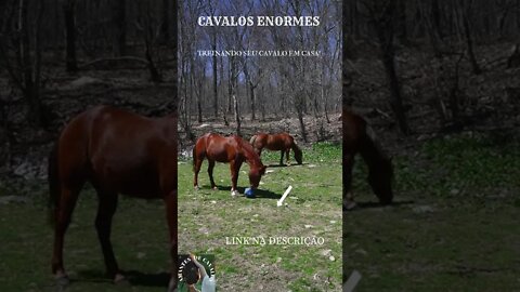 CAVALOS ENORMES , CURSO TREINANDO SEU CAVALO EM CASA!