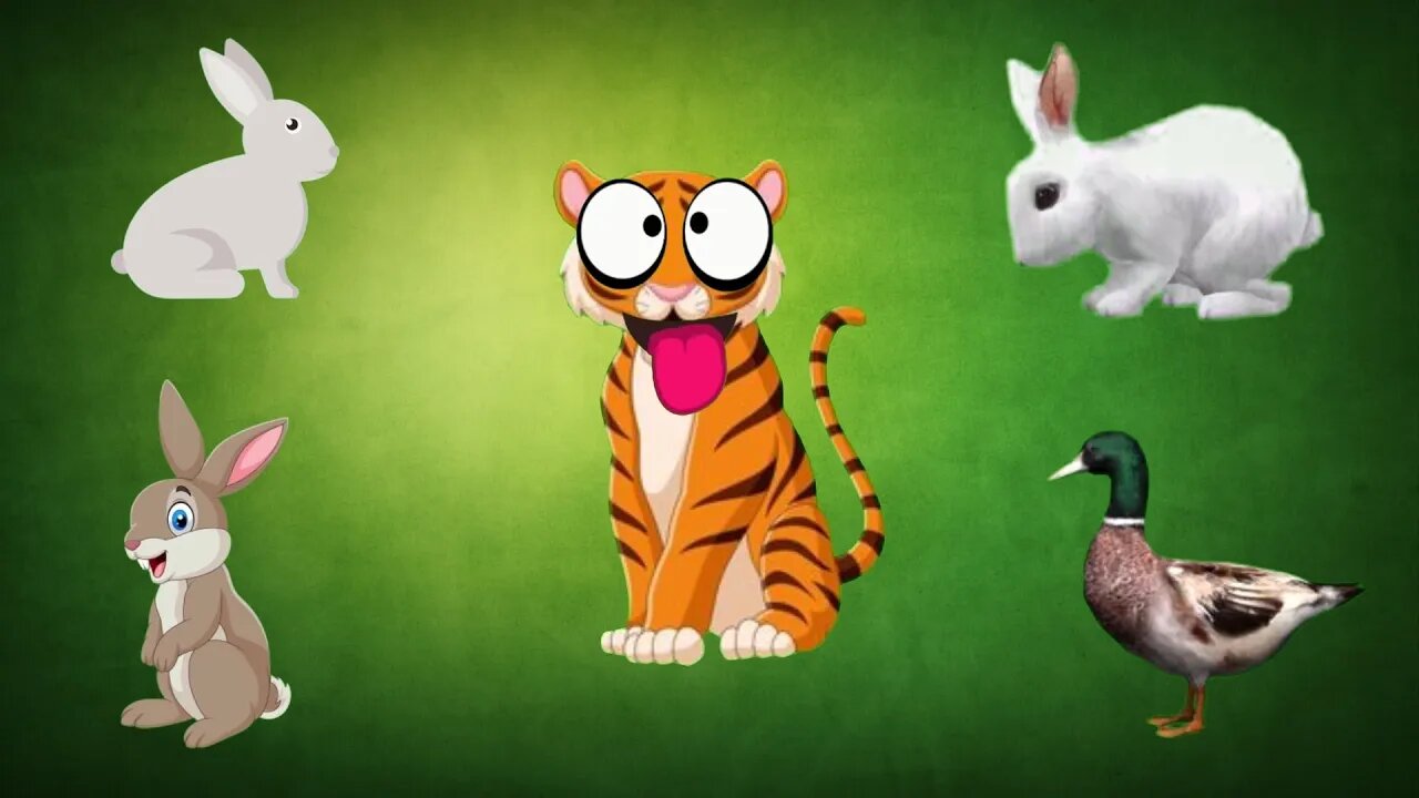 Tiger Rabit Funny Video @MK Billu @Haso