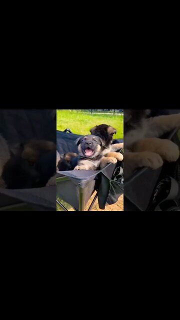 Cute puppies 🐾🥰 #GermanShepherd #gsddog #gsdphoto #cutepuppy #gsd #gsdlove