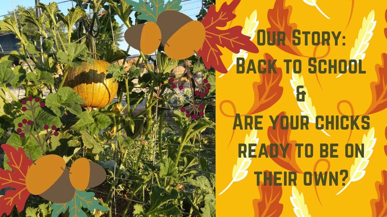Back to School & Are your chicks ready to be on their own?