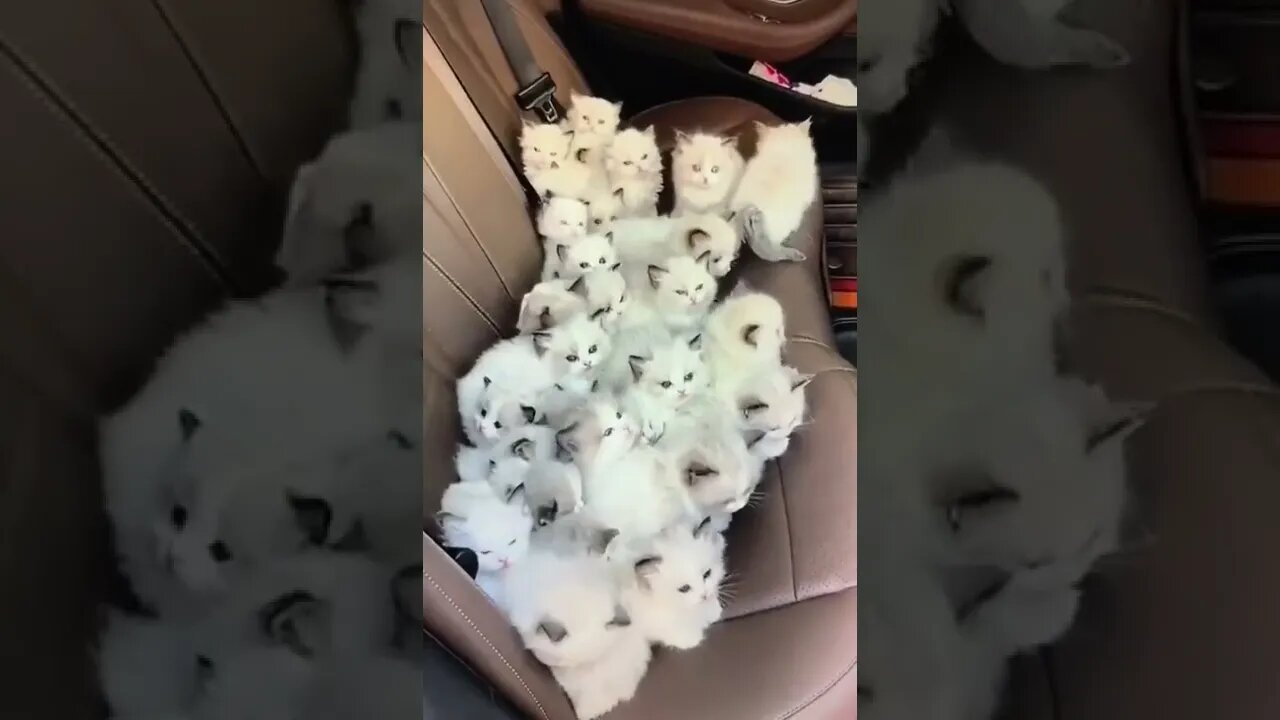 Kitty gang, kitty gang, kitty gang, kitty gang