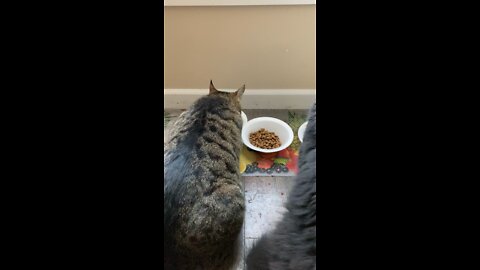 TWO JUMBO CATS CHOW DOWN *FEEDING FRENZY!!*