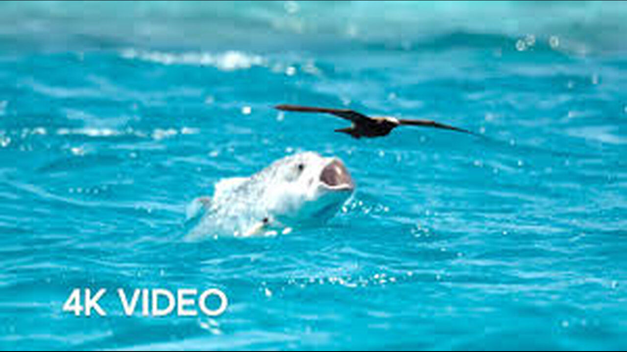 Fish Vs Bird | 4KUHD | Blue Planet II | BBC Earth.