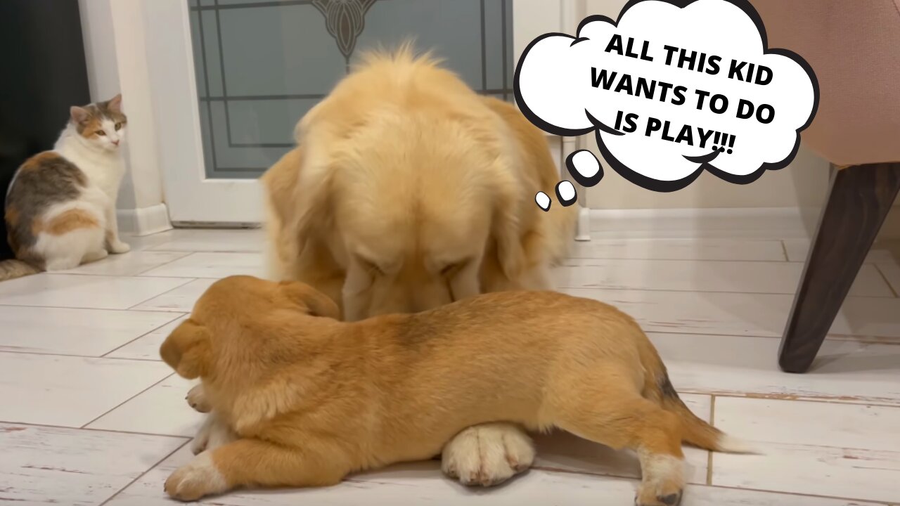 ADORABLE PUPPY WANTS TO PLAY BUT SEEMS TO BE THE ONLY ONE