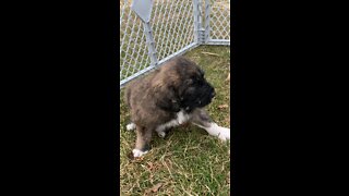 Brindle male with black “snout” Pyredoodle