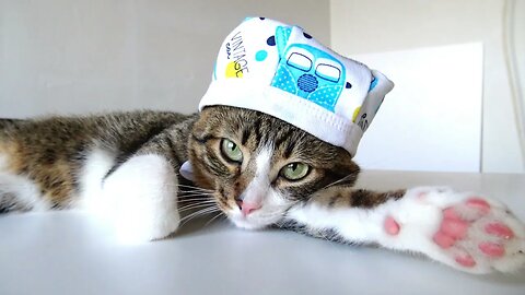 I Made a Cap for My Cat out of a Baby Cap - Dressing up the Cat
