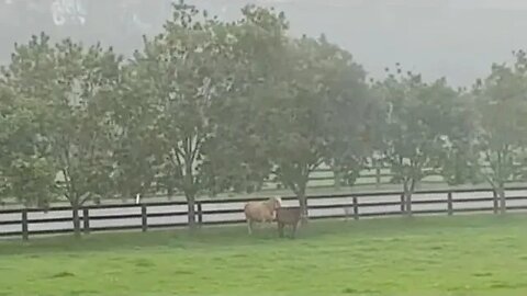 Watching brumbies manage a sudden summer storm - note they change position as the storm subsides