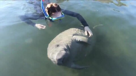 Wildlife experts weigh-in as starvation still poses as threat to Florida's manatees