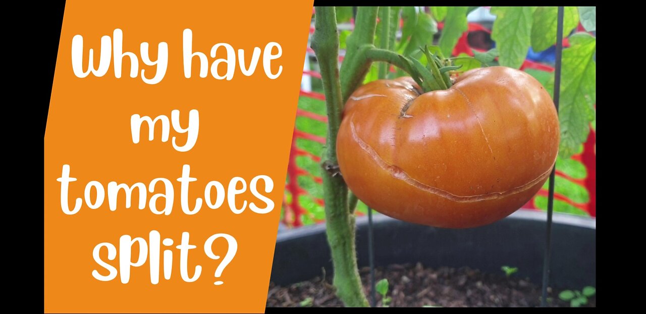 Why do tomatoes split on the vine 