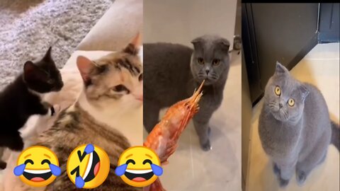 cute cat video🤣😂🤣😂 funny comedy clip