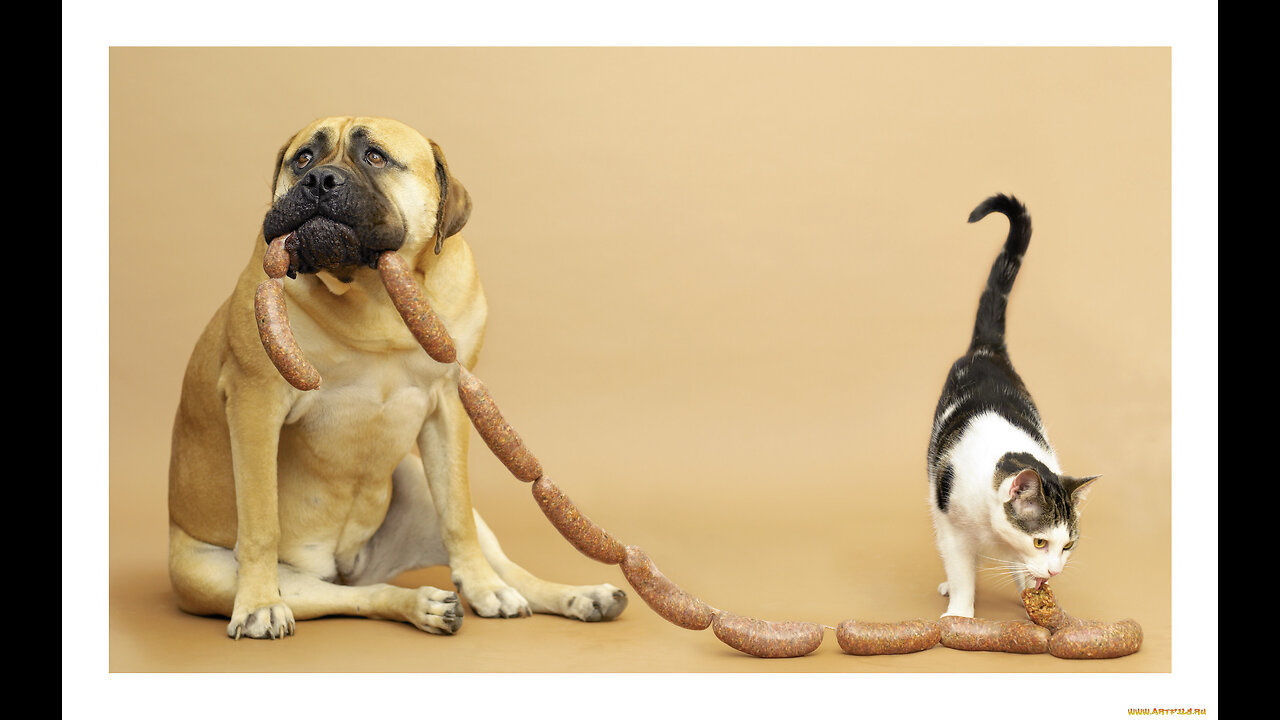 Once again, cats and dogs are delighting us