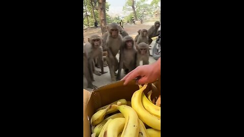 banana lover monkeys