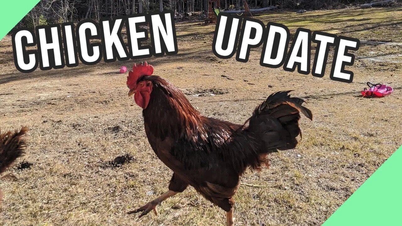 Chicken Feather Update