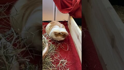 Cute Guinea pig Fergus cleaning himself