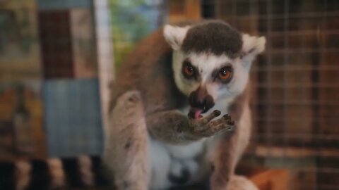 Close-up lemur with interest eating a banana in the petting zoo