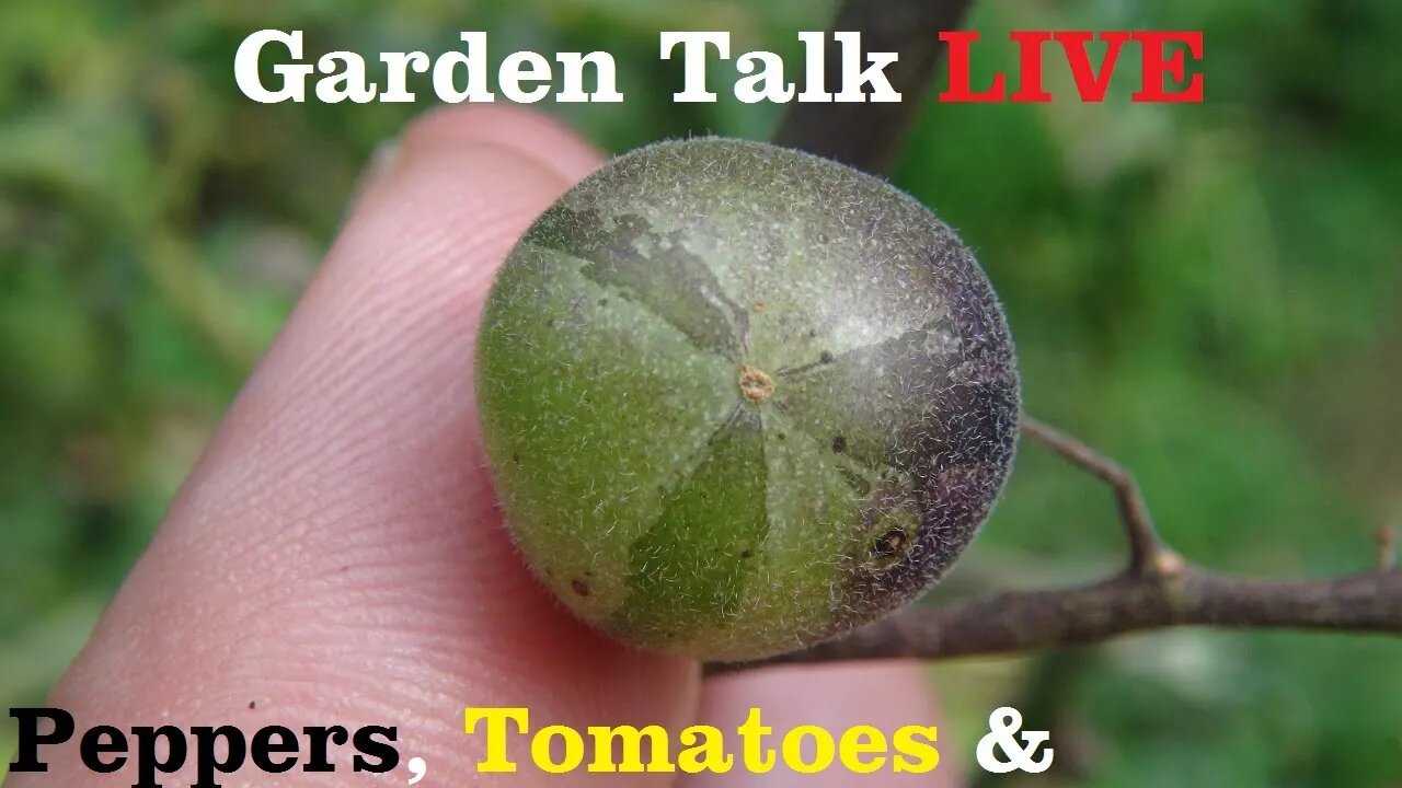 Show & Tell Tomatoes, Peppers and MORE! : )