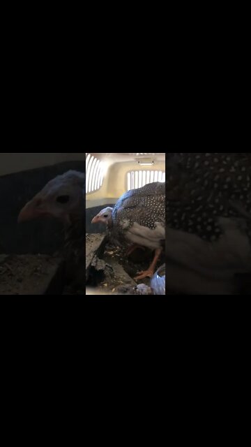 Spying on confined injured baby Guinea fowl enjoying her new dirt and dust bath