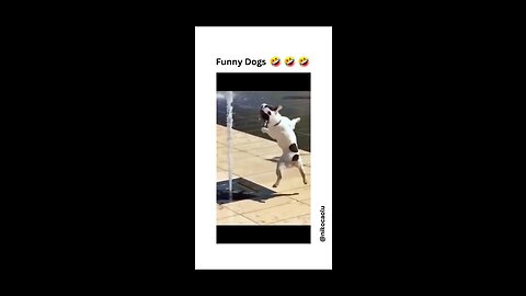 Dogs_life_petvideo Dogs_funny_videos