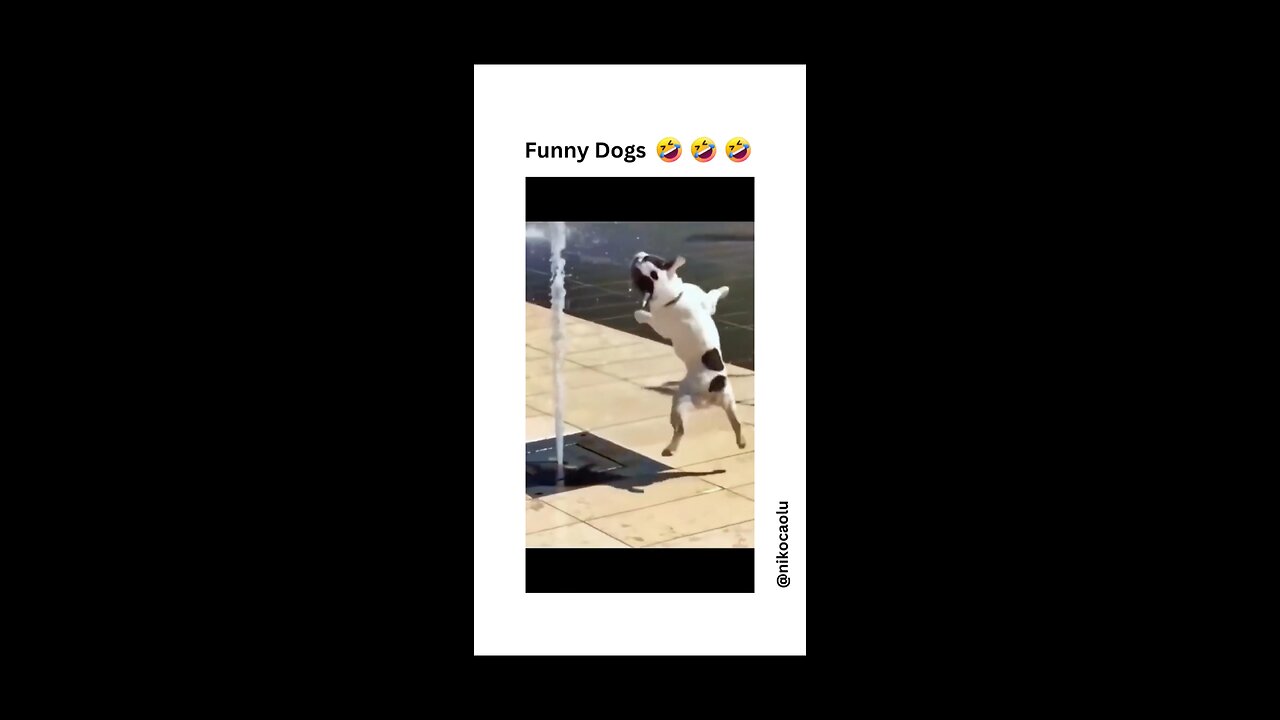 Dogs_life_petvideo Dogs_funny_videos