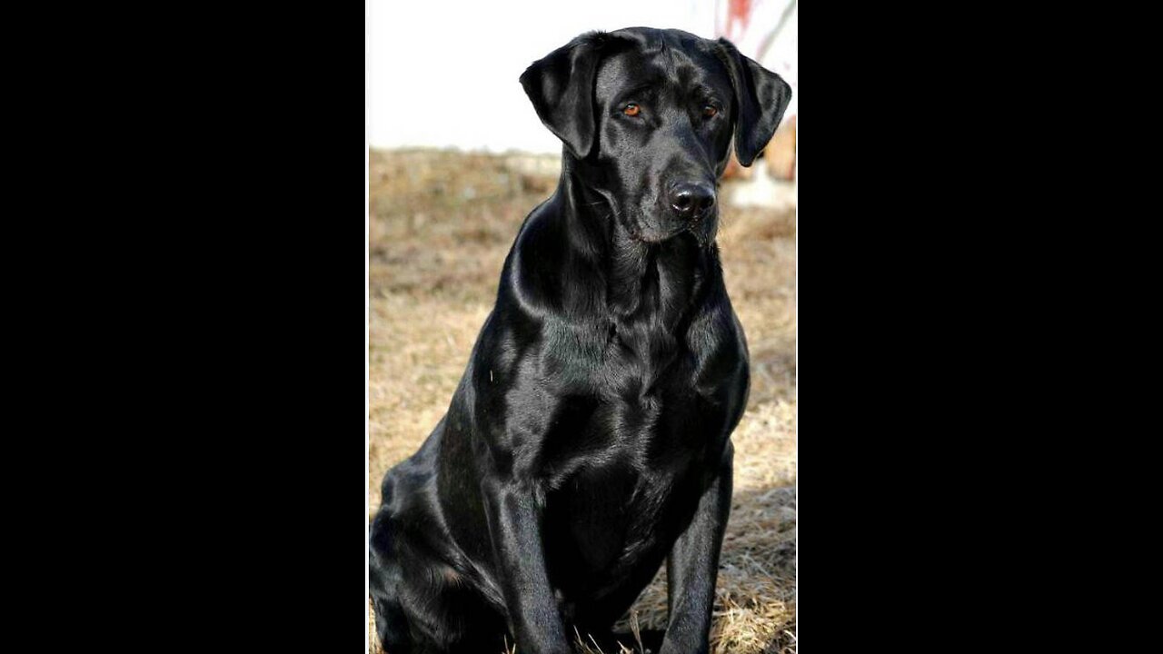 ￼ Tennessee doctor gets license revoked after prescribing a dog a Covid waiver