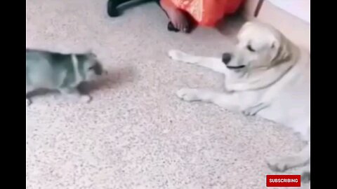 Little puppy with funny dog trending video